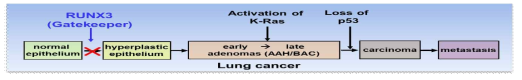 암화 과정에서 RUNX3의 gatekeeper 역할