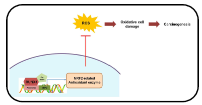RUNX3-NRF2-항산화 효소 경로에 의해 암화 억제 기전 규명