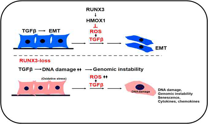 RUNX3 결핍된 세포에서 TGFβ에 의한 유전자 불안정성 유발