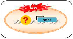 NRF2의 전사인자가 거의 규명되지 않음