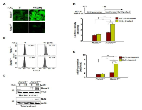 RUNX3+/+, RUNX3-/- 형질전환 마우스로부터 얻은 세포(MEF)내에서 마일드한 산화적 스트레스 시 NRF2 전사 활성 및 발현과 ROS 생성량 변화 측정