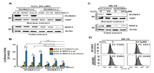 RUNX3활성화 세포(WI-38, NHDF, HaCaT)와 RUNX3 불활성화 세포(NCI-H460, HT-29, MDA-MB231)내에서 NRF2의 단백질 발현과 전사 활성변화 측정 및 RUNX3에 의한 NRF2의 발현 변화