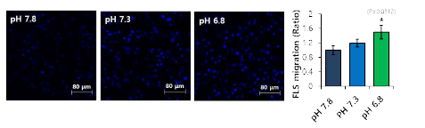 산성화 자극에 의한 세포의 이동 변화