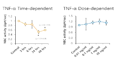 TNF-α 자극에 의한 NBC 활성 변화