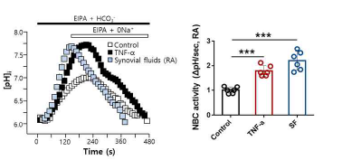 환자 관절액에 의한 활막섬유세포의 NBC 활성