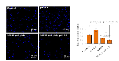 S0859의 pH변화에 의한 세포이동성 억제