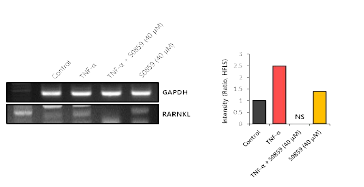 TNF-α와 S0859에 의한 뼈 파괴인자의 발현 변화