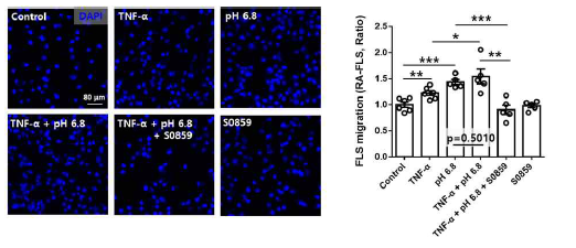 염증 유사조건 자극에서 S0859에 의한 세포 이동 조절