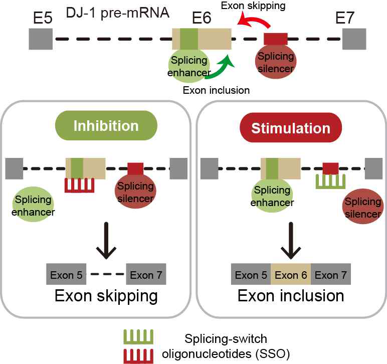 Splicing targeting 치료제 작용 과정