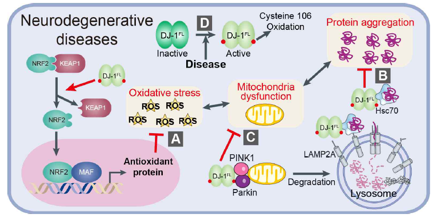 DJ-1 protein의 퇴행성 신경질환 억제 메커니즘