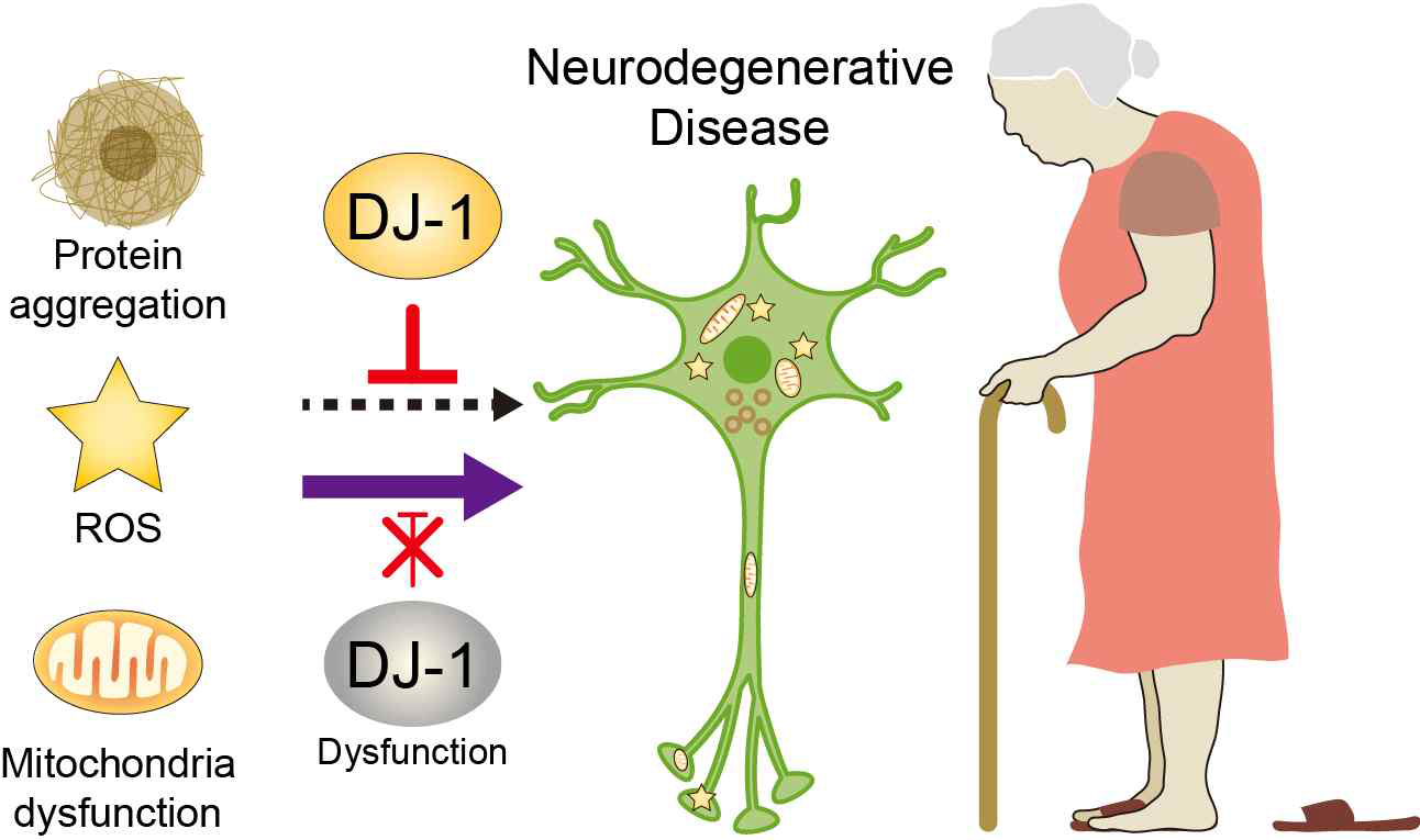 DJ-1 protein의 퇴행성 신경질환 발병 억제 작용