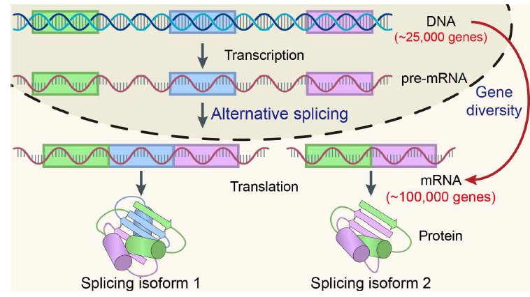 Alternative splicing