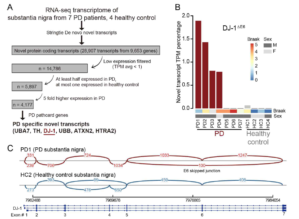 파킨슨병 환자의 substantia nigra로 부터 DJ-1ΔE6 isoform 발현 확인