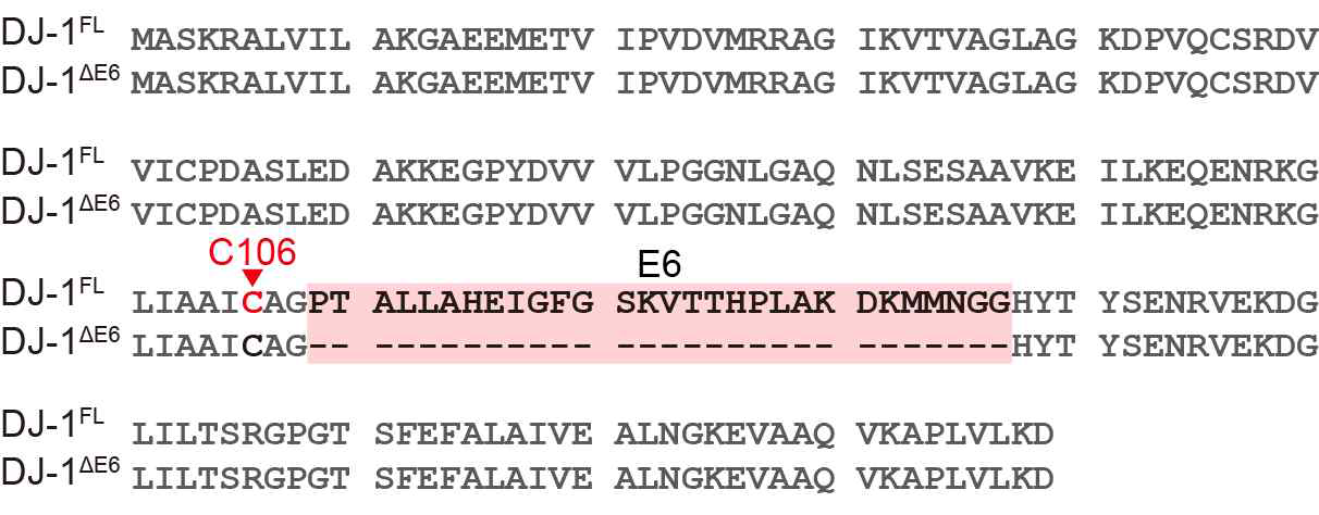 DJ-1ΔE6 isoform의 아미노산 서열