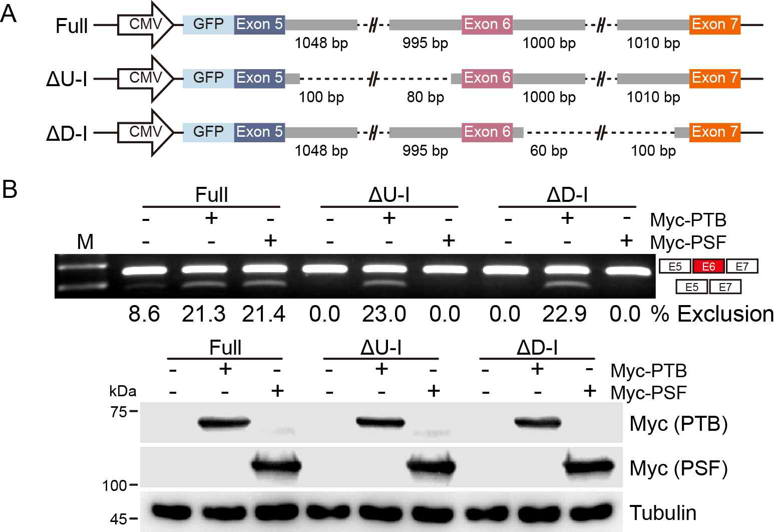 DJ-1ΔE6 isoform 발현 메커니즘 규명