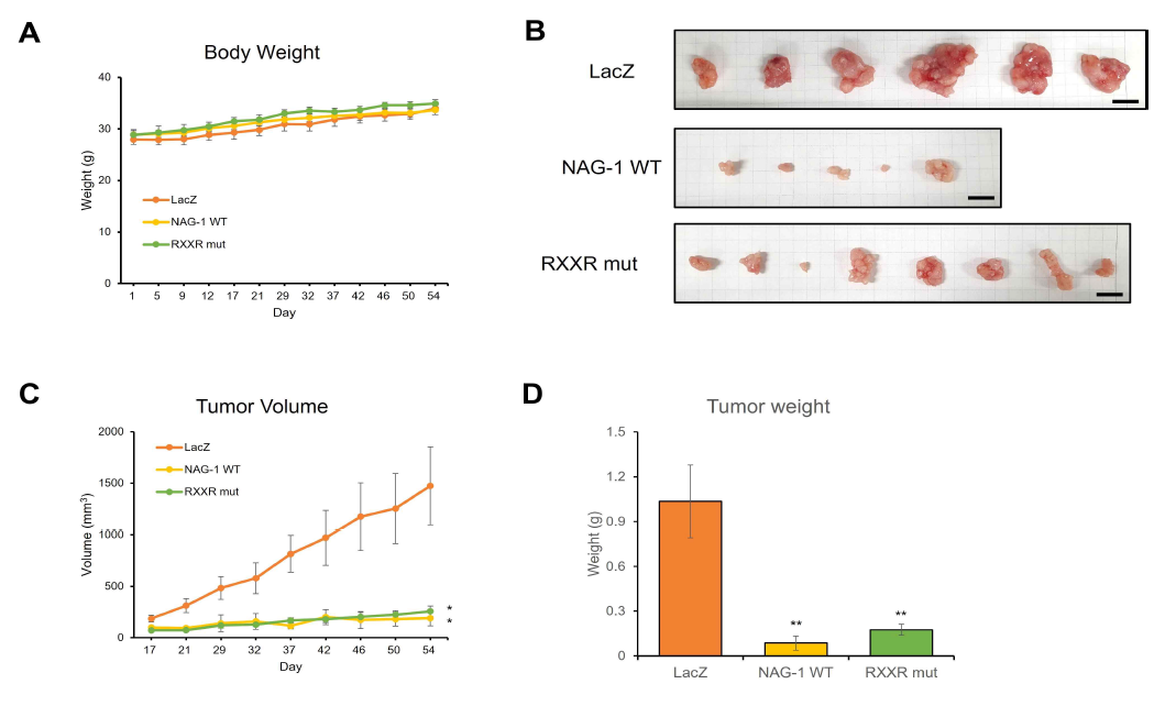 In vivo study using NAG-1 stable cell lines