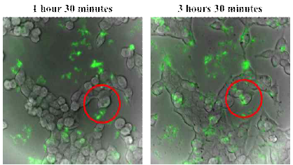 NLS peptide can be transfected into cells. Time-lapse of NLS-FITC peptide transfection. The pictures represent 1 h 30 min after transfection (left) and 3 h 30 min after transfection (right)