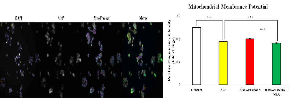 NLS peptide transfected cells exhibit reduced mitochondrial membrane potential. (A) Representative images of HCT116-NAG-1-GFP-#1 cells transfected with NLS peptide. Cells were stained with 4’, 6-diamidino-2-phenylindole (DAPI) and MitoTracker® Orange CMTMRos (MitoTracker) after 6 h of NLS peptide transfection with or without 1 μM trans-chalcone. (B) Mitochondrial membrane potential were quantified by measuring the average intensity of MitoTracker using CellInsight CX7 LZR High-Content Screening (HCS) Platform. *** P < 0.001