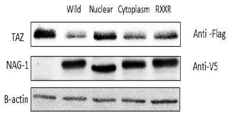 TAZ downregulation by NAG-1. Various NAG-1 constructs were transfected into HCT-116 cells and the cell lysates were subjected to Western blot