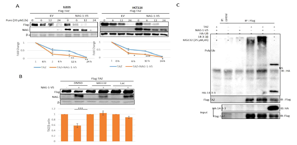 (A) 세포들을 pFlag-TAZ, empty vector, pNAG-1-V5를 이용하여 집어넣었음. puromycin (20 μg/ml) 을 처리한후 Western blot을 시행 하였다. (B) U2OS 세포에 pFlag-TAZ를 empty vector 또는 pNAG-1-V5를 집어넣은후 MG132 또는 lactacystin (Lac)을 처리하였다. (C) U2OS 세포에 지정한 plasmids를 넣은후 MG132를 4시간 처리하였다. 단백질을 분리한후 Flag antibody 를 이용하여 Immunoprecipitation 한후에 western blot 을 시행하였음. *p ≤ 0.05 **p ≤ 0.01 ***p ≤ 0.001. NS, nonspecific