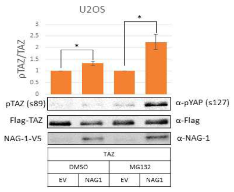 Western blot for pTAZ(s89) and TAZ