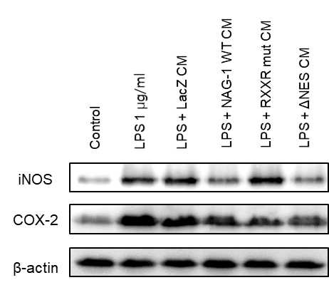 Western blot using RAW cell lysates treated with conditioned media