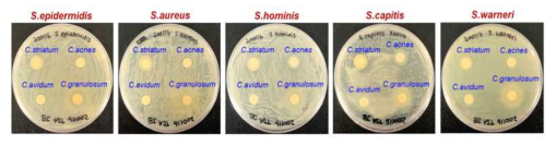 Cutibacterium spp.과 Staphylococcus spp.의 공생배양 실험 진행