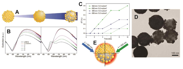 (A) 펄스 레이저 조사를 이용한 금 나노껍질의 구조 제어 모식도와 (B) 355, 532 nm 두 가지 파장의 펄스 레이저를 조사하였을 때 나타나는 금 나노껍질의 UV-vis 흡광 스펙트럼 변화. (C) 레이저 파장 및 펄스 세기에 따른 타겟 금 나노껍질 용액의 온도 변화. (D) 532 nm 펄스 레이저 조사 시 불균일한 구조 제어를 보이는 금 나노 껍질의 전자현미경 이미지. (E) 355, 532 nm 펄스 레이저 조사 환경에서 금 나노껍질의 거동을 설명하는 모식도