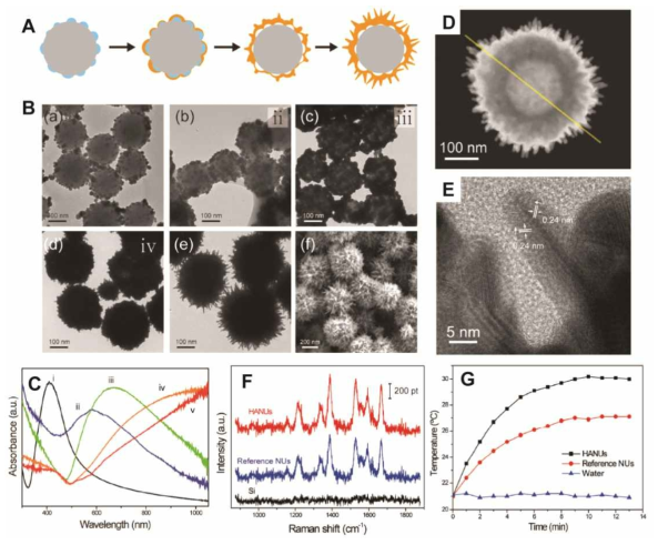 (A) 금 나노성게 합성 모식도. (B,C) 금 나노성게 합성 과정에서의 (B) 전자현미경 이미지와 (C) UV-vis 흡광 스펙트럼 변화. (D,E) 속빈 금 나노성게의 (D) 고대비, (E) 고배율 전자현미경 이미지. (F,G) 속빈 금 나노성게를 이용한 (F) 표면 증강 라만 산란 분석과 (G) 광열효과 비교 분석 데이터