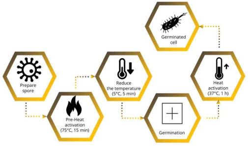 실험 과정의 모식도 (Spore의 germination을 위한 Pre-heat activation, germinant treatment, heat activation 과정 포함)