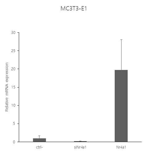 MC3T3-E1 세포주에 Nr4a1을 발현억제 및 과발현 시켜 실험을 진행
