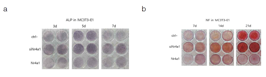 Nr4a1을 발현억제 및 과발현시킨 MC3T3-E1 세포에서 3, 5, 7d에서 (a) Alkaline phosphatase 와 7, 14, 21d에서 (b) nodule formation 실험을 진행