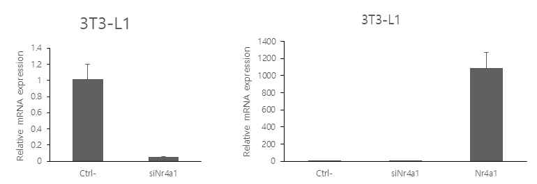 3T3-L1 세포주에 Nr4a1을 발현억제 및 과발현 시켜 실험을 진행
