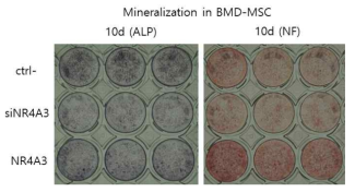 NR4A3을 발현억제 및 과발현시킨 BMD-MSC 세포에서 7d Alkaline phosphatase 와 10d nodule formation 실험을 진행