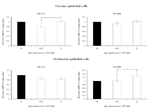 Changes of toll-liike receptor signaling related genes by boar spermatozoa in porcine uterine and oviductal epithelial cells (p<0.05)