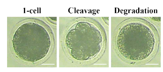 Morphology of embryos at 1-cell, cleavage and degradation stage