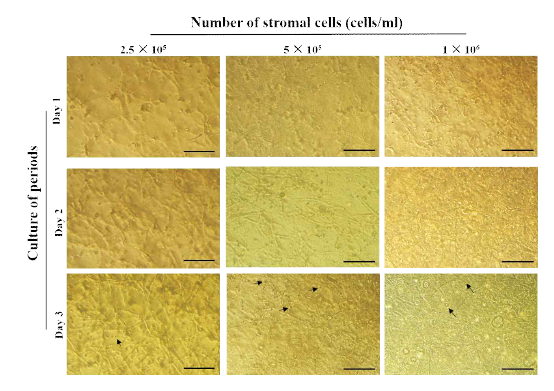 The morphology of porcine endometrial stromal cells cultured in gel with different number of cells. Black arrow : Un-grown ST cells. Scale bar : 200 μm