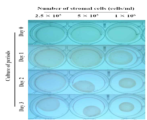 Contraction of gel according to different concent ration of stromal cells in pigs