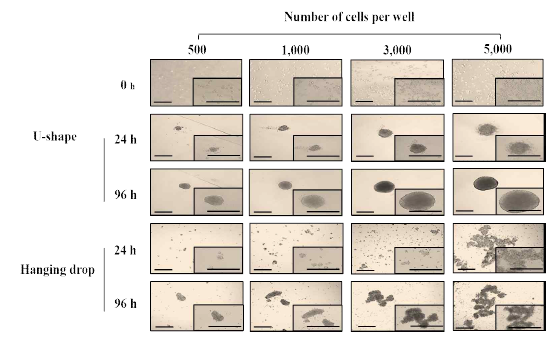 The morphology of jar cell spheroid at 0, 24 and 96 h after u-shape culture and hanging drop culture. Scale bar : 100 μm