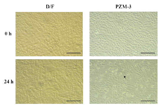 Photomicrographs of porcine endometrial luminal epithelial cells cultured with DMEM/F-12 or PZM-3 for 24 hours. Black arrow : dead cells. Scale bar : 200 μm