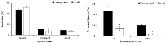 Comparison of plasma membrane and acrosomal membrane damage between unseparated and 90%-Percoll separated boar spermatozoa (p<0.05)