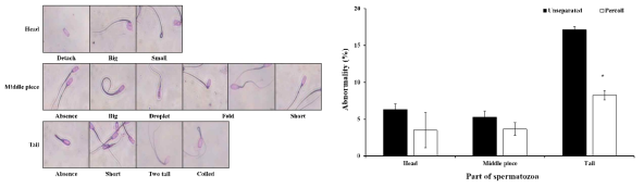 Change of morphological abnormality of unseparated and Percoll separated boar sperm (p<0.05)