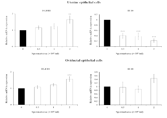 Expression of anti-inflammatory cytokines (transforming growth factor beta 1, TGFB1; interleukin 10, IL10) by Percollseparated boar sperm in porcine uterine and oviductal epithelial cells . (**p<0.01, ***p<0.001)