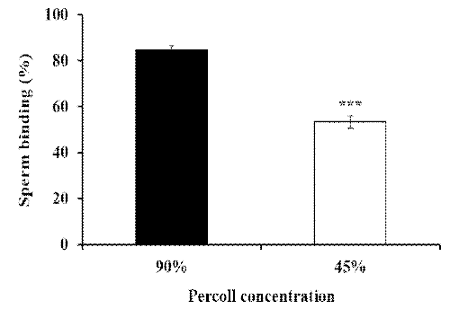 Binding rate of boar sperm from different Percoll layers (45 and 90%) into porcine oviductal epithelial cells. (p<0.001)