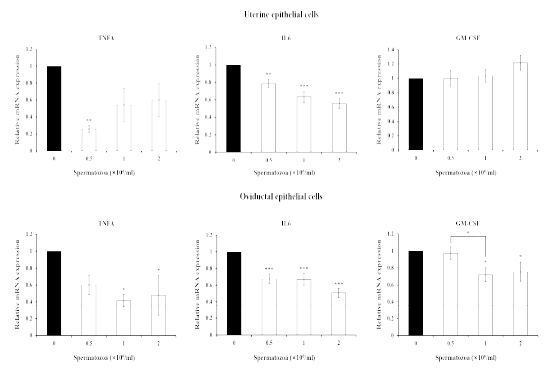 Expression of pro-inflammatory cytokines (tumor necrosis factor, TNF; interleukin 6, IL6, granulocyte-macrophage colonystimulating dactor. GM-CSF) by Percoll -separated boar sperm in porcine uterine and oviductal epithelial cells . (*p< 0.05, **p<0.01, ***p<0.001)