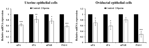 Change of plasminogen activators (PAs) -related genes (urokinase-type, uPA; tissue-type, tPA; uPA receptor, uPAR; type-1 PA inhibitor, PAI-1) by Percoll-separated boar sperm in porcine uterine and oviductal epithelial cells . (*p<0.05, **p<0.01, ***p<0.001)