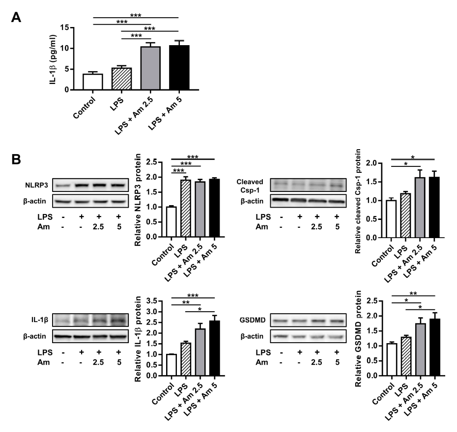 BV-2 microglial cell에 LPS(1μg/mL, 2시간) 처리 후 암모니아(2.5mM 또는 5mM, 3시간) 처리시 (A) BV-2 cell 상층액에서 IL-1β의 상승, (B) BV-2 cell에서 NLRP3, caspase-1, IL-1β, gasdermin-D 단백질의 상승을 확인함