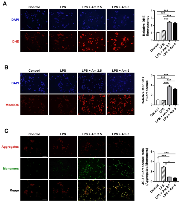 BV-2 microglial cell에 LPS(1μg/mL, 2시간) 처리 후 암모니아(2.5mM 또는 5mM, 3시간) 처리시 (A) 세포내 활성산소의 증가를 dihydroethidium(DHE) 형광염색으로 확인함, (B) 미토콘드리아 활성산소의 증가를 mitoSOX 형광염색으로 확인함. (C) 미토콘드리아 막전위 변화를 JC-1 형광염색으로