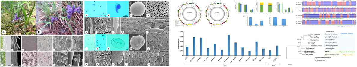 멸종위기종 솔붓꽃과 근연분류군 난장이붓꽃의 미세구조 및 엽록체 전장유전체 분석