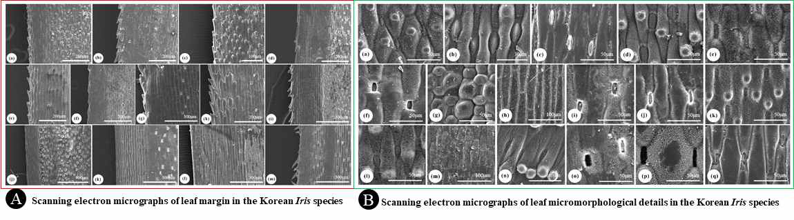 한국산 붓꽃속 14종과 근연분류군 등심붓꽃의 잎 표피 미세구조학적 형질